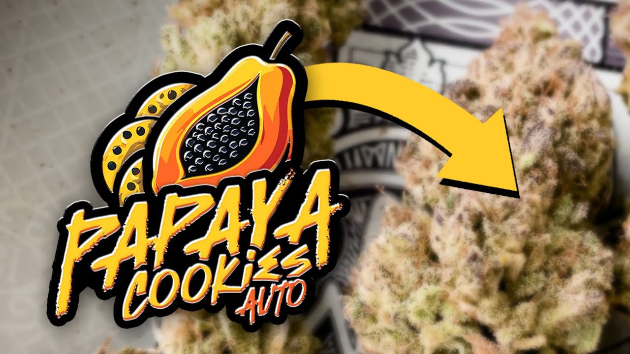 Papaya Cookies Autoflower 420 Fast Buds | FullsendTHC