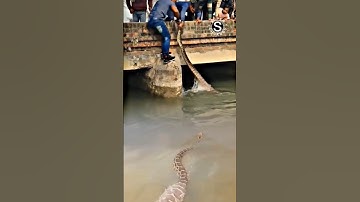 skill orang vrindavan menangkap ular piton #shorts