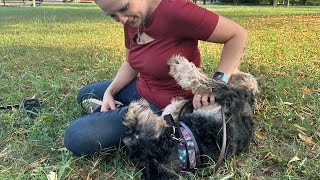 Maggie - Bernidoodle Training