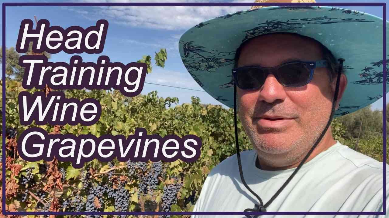 Формирование лоз винограда методом «головной тренировки» [в стиле Старого Света]