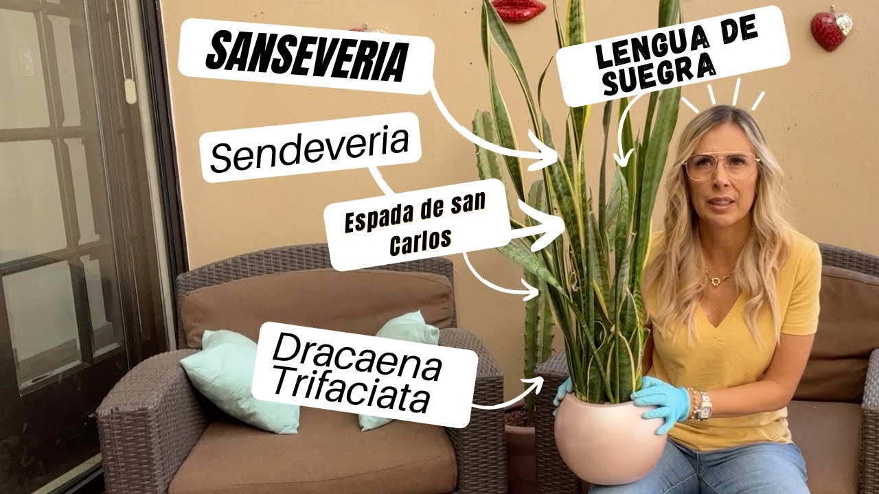 Cómo trasplantar a la planta lengua de suegra, Dracaena Trifasciata o Sansevieria
