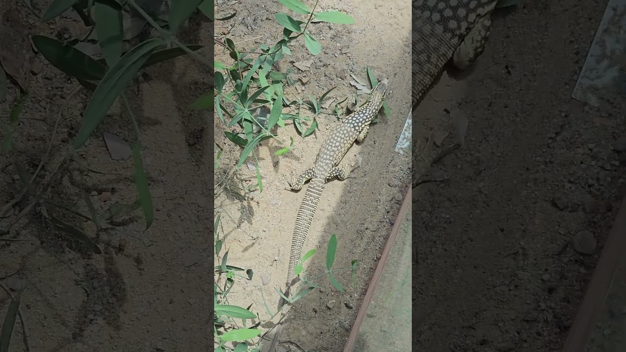 Yellow Ackie Monitor 🦎 Lizard with Spines on the Tail  