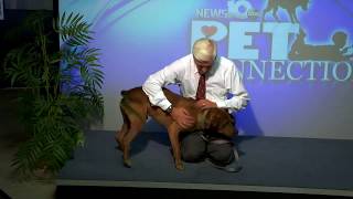 Pet Connection Mitchell 7-20-18