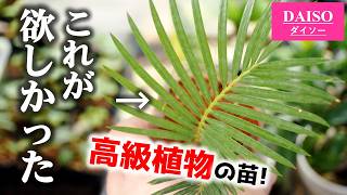 【100均】最近話題のNEW『ダイソー観葉植物』をついにゲットしました！【ソテツ】 – らんまるの園芸チャンネル