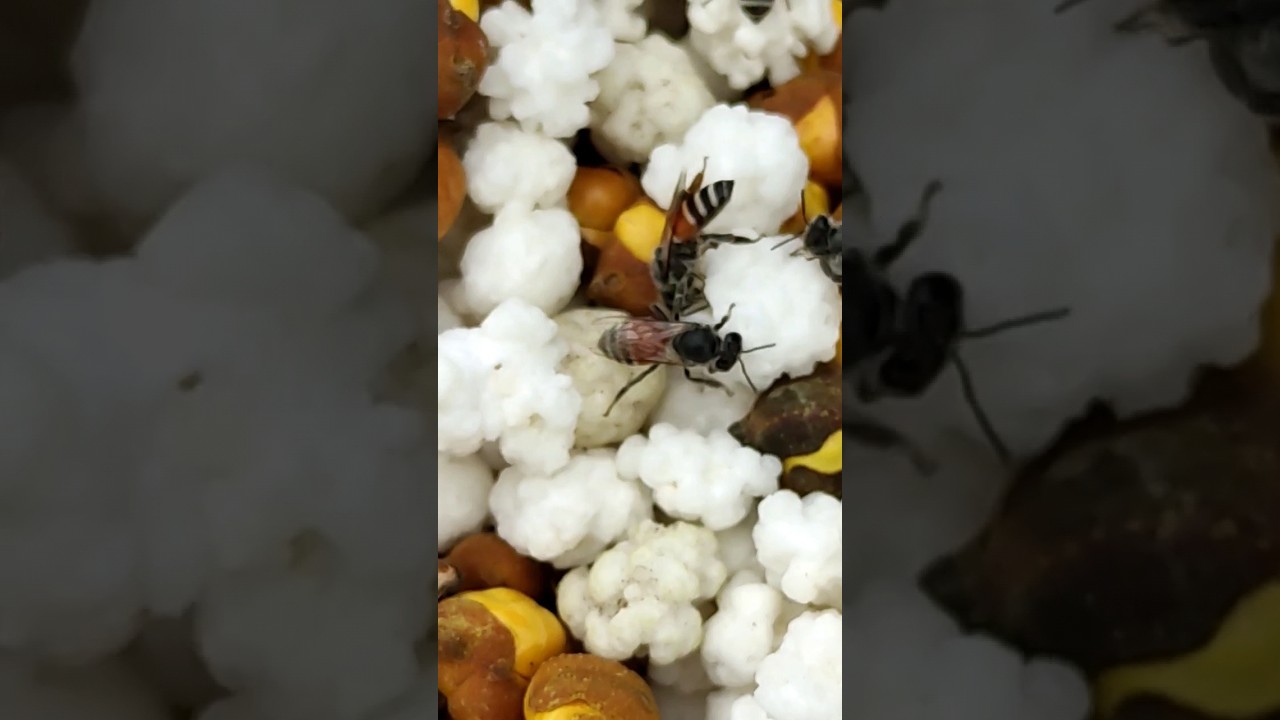 Shahid ki Makhi #viral #shorts