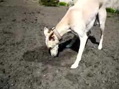 Faye the Whippet buries a grilled cheese sandwich