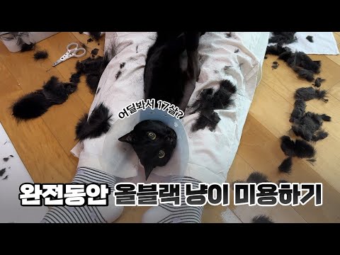 <strong>17살</strong> 고양이의 연약한 피부를 위한 특별한 미용~ 😺