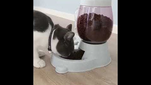 Khay Đựng Thức Ăn Tự Động Cho Thú Cưng, Dụng Cụ Cho Thú Cưng Ăn Uống Tự Động Tiện Lợi