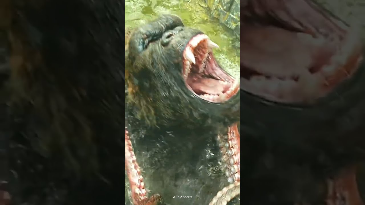 King Kong Fighting || Movies Scene || WhatsApp Status || Full Screen || 4K Video || A To Z Shorts.