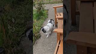 crazy puppy #puppy #puppylife #puppyvideos #puppydog #shorts