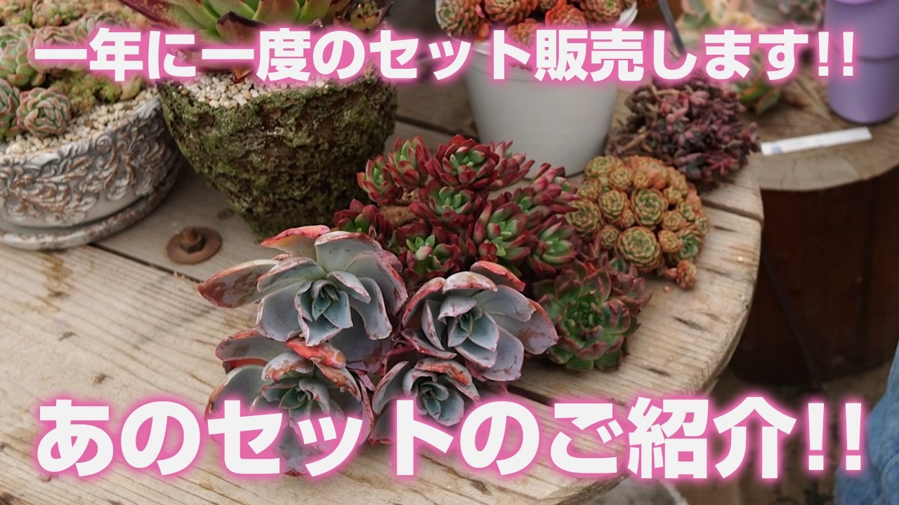 2026.04.25【多肉植物】一年に一度のあのセット販売します