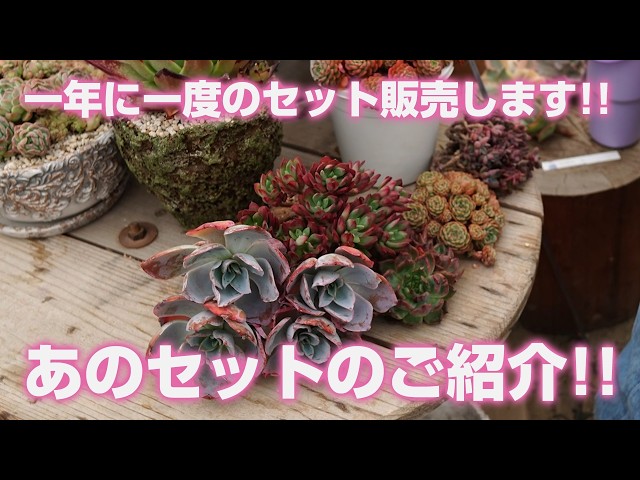 2026.04.25【多肉植物】一年に一度のあのセット販売します