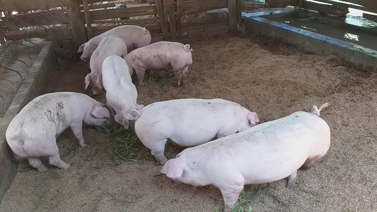 Aina ya nguruwe-Landrace(wiki15)