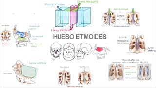 Hueso Etmoides