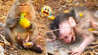The most heartbreaking scene. The baby monkey was born so pitifully, and its mother didn't care.