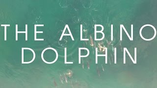 ALBINO DOLPHIN AUSTRALIA, JERVIS BAY: ADVENTURE MOTION