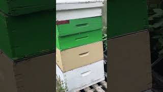 Two Queens In One Hive?