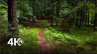 Slow Autumn Forest Walk | Live Natural Sound & Soft Footsteps | 4K 60FPS screenshot 2