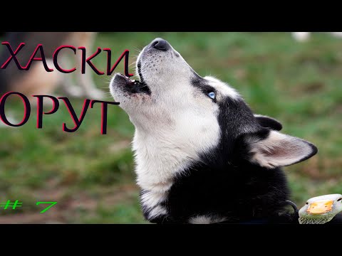 Подборка видео приколов выпуск 7.ХАСКИ ОРУТ. Compilation HUSKIES yelling.№7