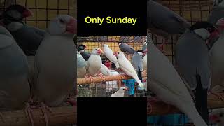 Java price update#kolkatabirdmarketjavabirds#javabirds#java#galiffstreetpetmarket#shortsfeed#foryou