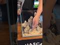 Nano cube aquarium scaped by James, take it home 😍