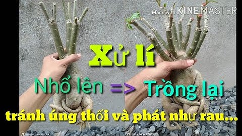 🌺Nhổ Lên Và Trồng Lại 1 Cây Sứ Sao Cho Hợp Lí Tránh Úng Thối Kém Phát Triển Khi Trồng Lại...