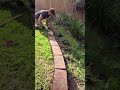 garden edging #garden #landscape #landscaping #diy #gardendesign #gardening #backyard #lawn edging