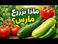 ماذا نزرع في شهر مارس أهم الخضروات للزراعة في بداية الربيع
