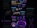 DNA Compaction | Chromosome Coling | DNA Packaging
