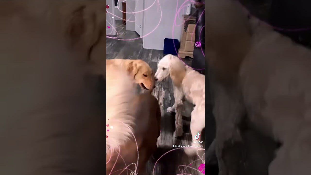 Doggy shenanigans today! 