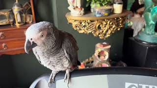 SMARTEST Parrot Wants To Kick Me Off The Treadmill