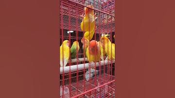 🐦 Lovebird Singing and Chirping Sounds | My Smart Parrot | Beautiful Birds 🐦#shorts #trendingshorts