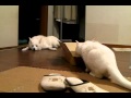 猫ロケット