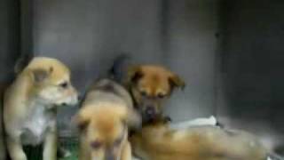 [過期資料]~幼犬-待認養-台北市動物之家-20071228