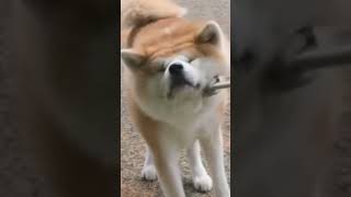 This Doggo So Stubborn! This Doggo So Stubborn!