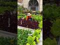 Backyard Transformation: Turning Empty Space into a Productive Garden