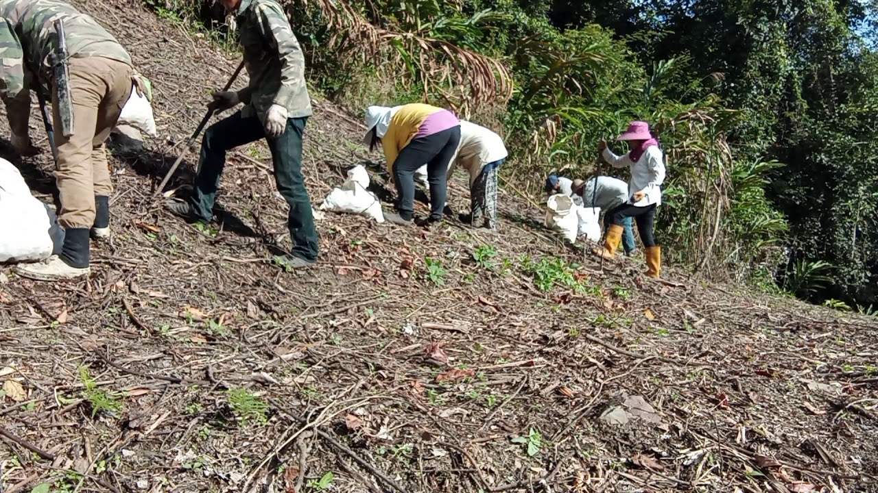 #TAMBUNAN Menanam Halia style Kampung(Batu4 Kaingaran) Kebun En