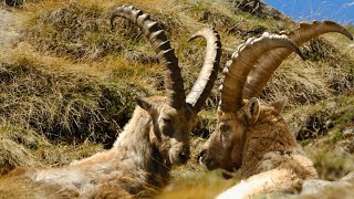 Alpine Ibex: Icons of the European Alps by Familiarity With Animals (FWA) 877 views 12 days ago 4 minutes, 23 seconds