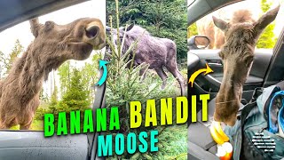 Moose Got Its Head into a Car and Stole Bananas