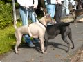 FUNDAY 2010 Thai Ridgeback Galerie Portraits 3°partie bis