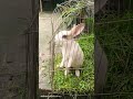 #rabbit #rabbits #pets @Rabbitupdatetop1 #viralshorts