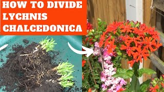 How to Divide & Grow Lychnis chalcedonica | Dividing Perennials in Spring | Perennial Border Plants