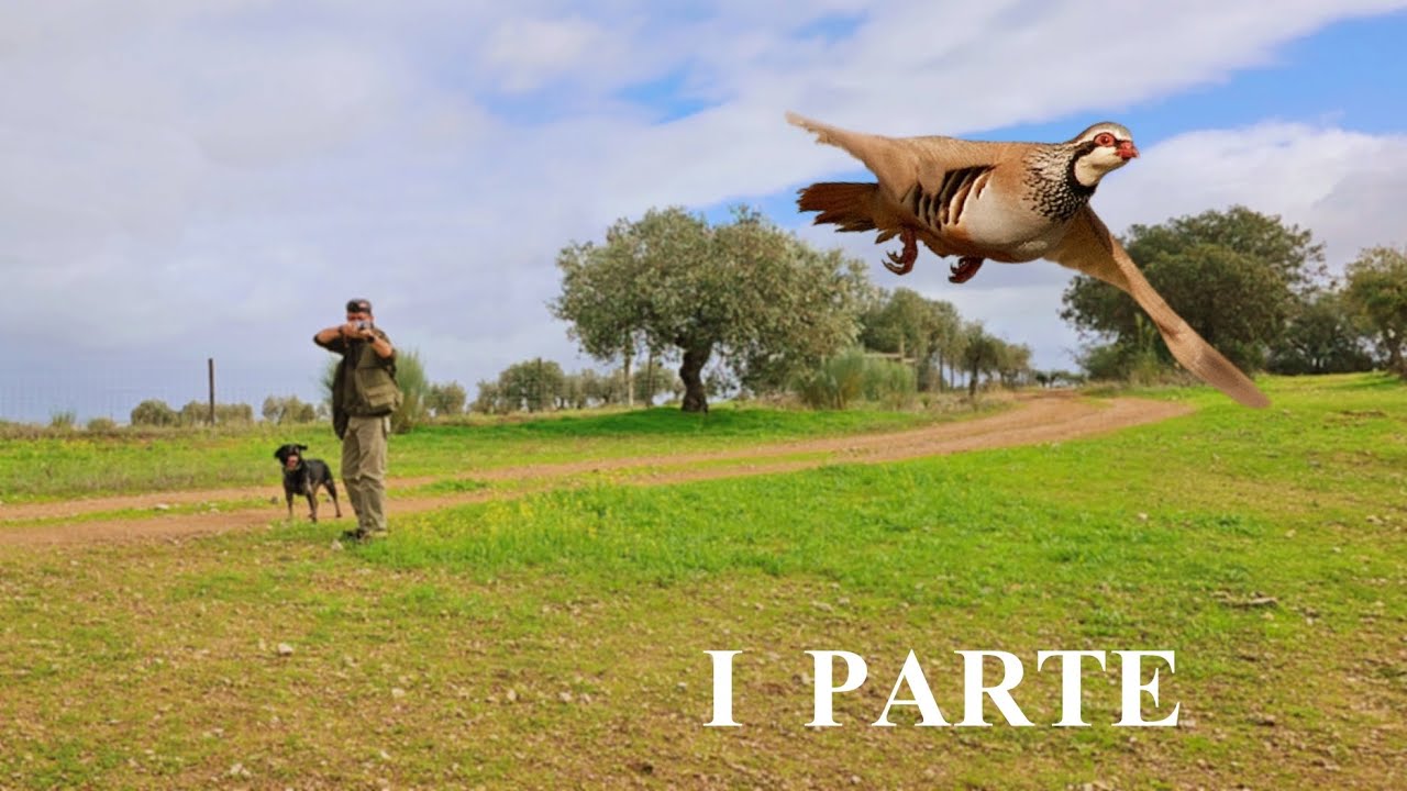 Caçada às perdizes, I Parte - Abertura Geral 2023/24, em Moura no Alentejo