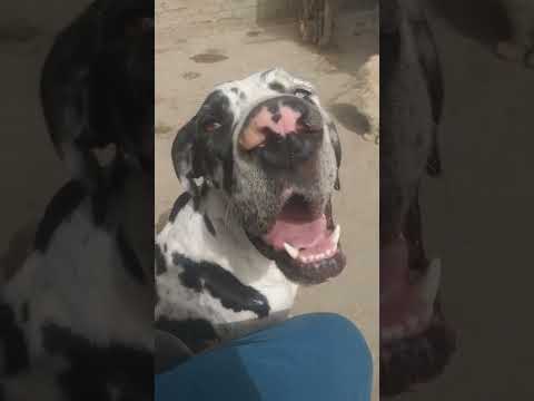 افضل تقليب انثى جرد دان عمر 7شهور شاهد واستمتع