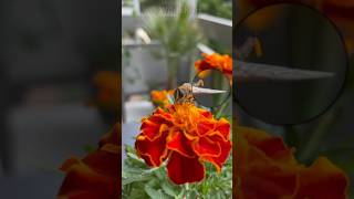 Dont Confuse It With Honey Its Poo Poop Honey Bee Honey Bee Pooping