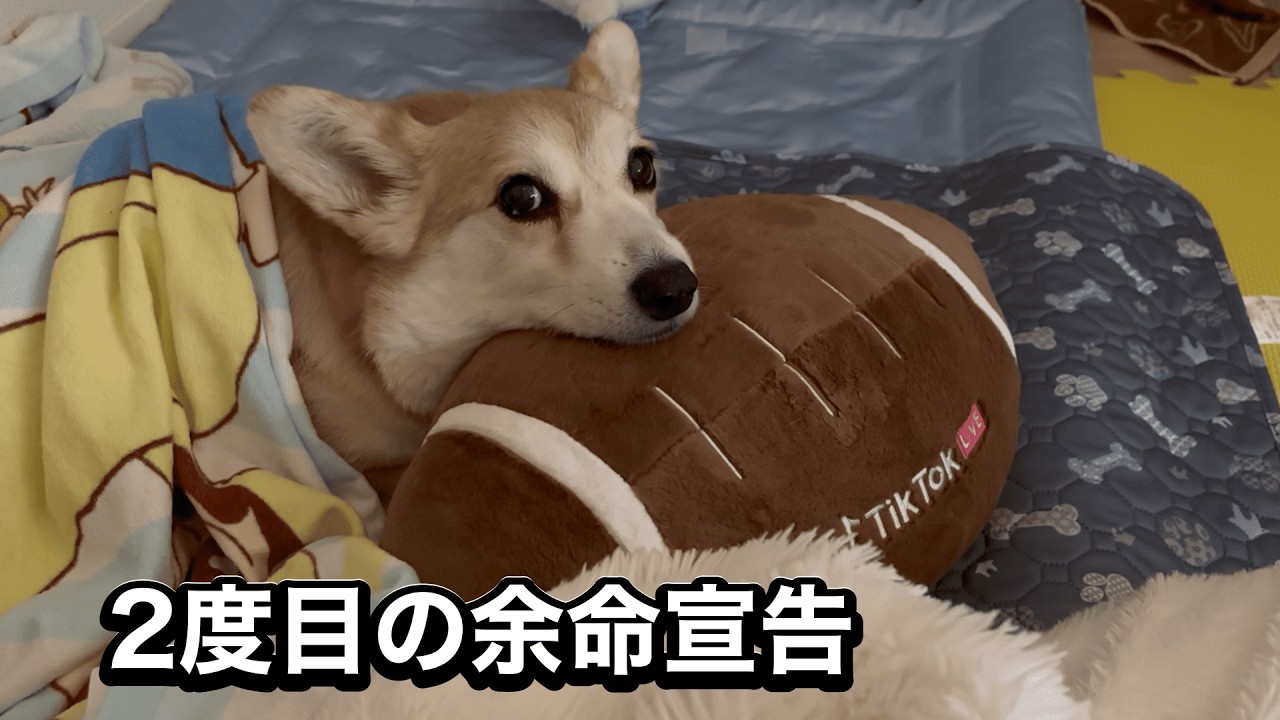 手術をしなければ長くない。それでもまだ決断できません。