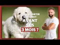 Faut-il sortir son chiot à 3 mois pour commencer à le dresser ?