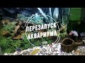 Маленький подводный мир/перезапуск аквариума 170 л/Little underwater world/restarting the aquarium