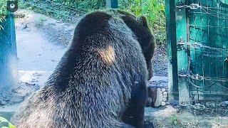 Да я всё умею! И открыть и закрыть и даже починить, если надо🐻😄