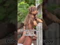 Top Quality Doberman Male Puppy Available DM/8050525227 #trending #pets #puppyvideo #doberman#thara